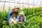 Vegetable growers working together in the greenhouse