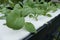 vegetable growing in hydroponics farm with liquid fertilizer sol