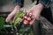 Vegetable harvest. Hands holding a fresh radish from small farm. Concept of agricultural. Young woman picking root vegetables.