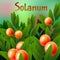 Vegetable and Herb, An Illustration of Fresh Ripe Solanum Stramonifolium