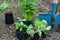 Vegetable and herb sprouts in containers on soil in blue shovel and black soil background close up