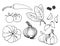 Vegetable, herb vector set, hand drawn collection