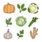 Vegetable and herbs sketch. Pumpkin, spinach, cauliflower, dill and cabbage. Celery, herb, garlic, parsley and ginger. Hand drawn