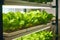 Vegetable hydroponic farm. Green salad growing in hydroponic farm