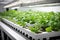 Vegetable hydroponic system. Green lettuce, vegetable garden growing on hydroponic system farm plants on water