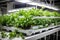 Vegetable hydroponic system. Green lettuce, vegetable garden growing on hydroponic system farm plants on water