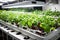 Vegetable hydroponic system. Green lettuce, vegetable garden growing on hydroponic system farm plants on water