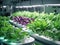 Vegetable hydroponic system. Green lettuce, vegetable garden growing on hydroponic system farm plants on water