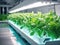 Vegetable hydroponic system. Green lettuce, vegetable garden growing on hydroponic system farm plants on water