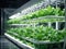 Vegetable hydroponic system. Green lettuce, vegetable garden growing on hydroponic system farm plants on water