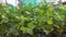 Vegetable hydroponics coriander