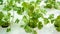 Vegetable hydroponics coriander