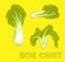 Vegetable Kind Bok Choy Vector Illustration