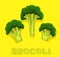 Vegetable Kind Broccoli Vector Illustration