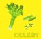 Vegetable Kind Celery Vector Illustration