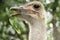 Vegetable leaves under the ostrich mouth