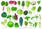 Vegetable lettuce cartoon vector icon.Illustration of isolated cartoon icon vegetable salad . Vector illustration set