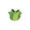 Vegetable lettuce flat style icon
