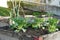 Vegetable micro garden in residential district in a village in Switzerland