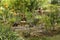 Vegetable orchard, adorned with an orange rosebush, bamboo stakes, beautifully arranged earthen pots and crates to protect the cro