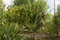 Vegetable orchard, adorned with an orange rosebush, bamboo stakes, beautifully arranged earthen pots and crates to protect the cro