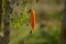 Vegetable organic with blurred background