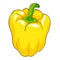 Vegetable pepper is a sweet vegetarian. vector illustration