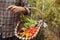 Vegetable picking, fresh vegetables in a basket