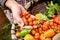 Vegetable picking in a garden