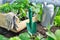 Vegetable plant in a tray in a garden