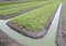 Vegetable plantation field in rural field