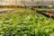 Vegetable plantation in organic farmland, worker watering  the young green and red oak leaf lettuce seedling spreading