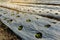 Vegetable plantation in organic farmland, young green leaf lettuce seedling spreading on brown soil cover by black plastic sheet