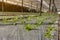 Vegetable plantation in organic farmland, young green leaf lettuce seedling spreading on brown soil cover by black plastic sheet