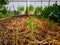 Vegetable plantation in organic farmland, young green Morning glory seedling spreading on brown dry rice straw in nursery planting