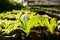 Vegetable plantation in organic farmland, young green oak leaf lettuce seedling spreading on brown soil cover by black plastic