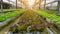 Vegetable plantation in organic farmland, young green and red oak leaf lettuce seedling spreading on brown soil