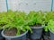 Vegetable plantation in organic farmland, young green and red oak leaf lettuce seedling spreading on brown soil in black plastic