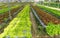 Vegetable planting in organic farmland, green and red oak, baby cos lettuce seedling spreading on brown soil