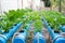 Vegetable planting water hydroponics