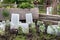 Vegetable plants covered with cloche