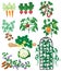 Vegetable plants isolated