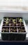 vegetable plants stand on the windowsill before planting in the open ground