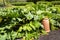 Vegetable plot with rhubarb and cloches.