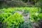 Vegetable plots