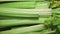 Vegetable raw food. Fresh green celery cut sticks. Antioxidant vegan plant based diet for cleansing body and weight loss