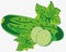 Vegetable ripe cucumber