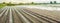 Vegetable rows flooded with water. Flood in the countryside and rising water levels and heavy rainfall. Loss harvesting.