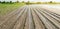 Vegetable rows flooded with water. Flood in the countryside and rising water levels and heavy rainfall. Loss harvesting.