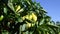 Vegetable rows of pepper grow in the field